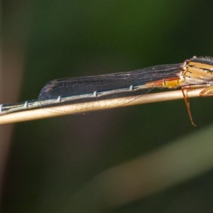 Xanthagrion erythroneurum at Googong, NSW - 14 Dec 2020