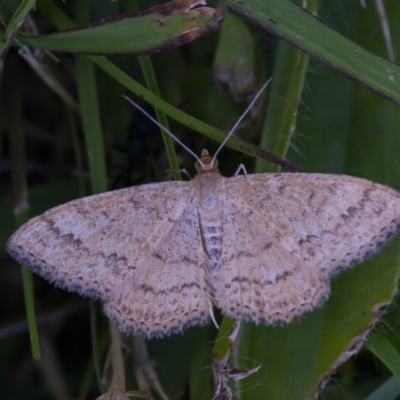 Scopula rubraria (Reddish Wave, Plantain Moth) at Googong, NSW - 14 Dec 2020 by WHall