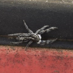 Ocrisiona leucocomis (White-flecked Crevice-dweller) at Michelago, NSW - 13 Nov 2020 by Illilanga