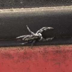 Ocrisiona leucocomis at Michelago, NSW - 13 Nov 2020