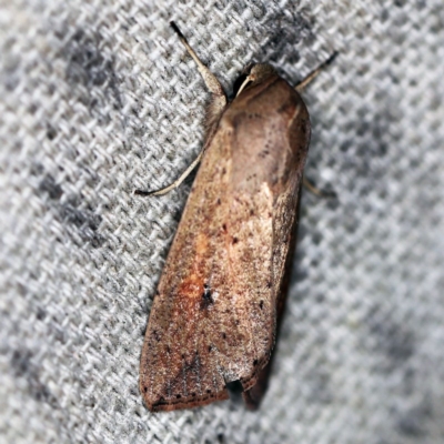 Mythimna (Pseudaletia) convecta (Common Armyworm) at O'Connor, ACT - 9 Dec 2020 by ibaird