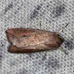 Mythimna (Pseudaletia) convecta at O'Connor, ACT - 9 Dec 2020