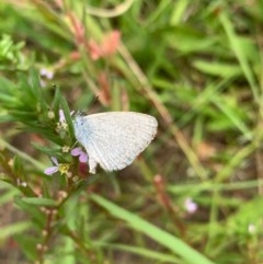 Zizina otis (Common Grass-Blue) at Murrumbateman, NSW - 13 Dec 2020 by SimoneC