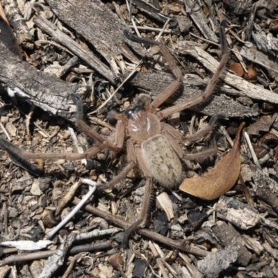 Delena cancerides (Social huntsman spider) at Michelago, NSW - 18 Nov 2019 by Illilanga