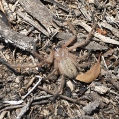 Delena cancerides at Michelago, NSW - 18 Nov 2019 01:15 PM