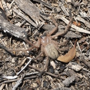 Delena cancerides at Michelago, NSW - 18 Nov 2019 01:15 PM