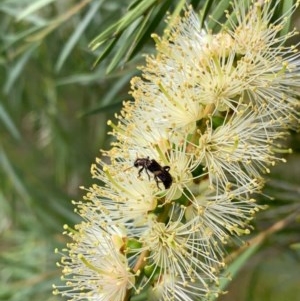 Eleale pulchra at Murrumbateman, NSW - 13 Dec 2020