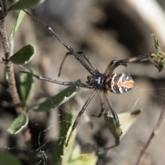 Latrodectus hasselti (Redback Spider) at Michelago, NSW - 15 Nov 2019 by Illilanga