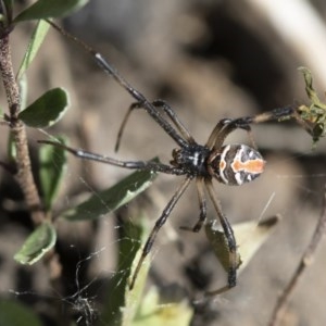 Latrodectus hasselti at Michelago, NSW - 15 Nov 2019