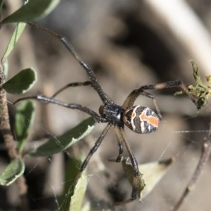 Latrodectus hasselti at Michelago, NSW - 15 Nov 2019