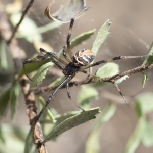 Latrodectus hasselti at Michelago, NSW - 15 Nov 2019