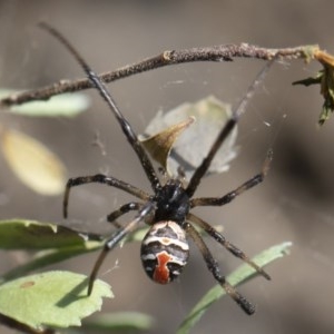 Latrodectus hasselti at Michelago, NSW - 15 Nov 2019