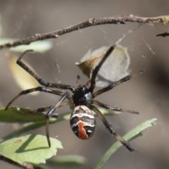 Latrodectus hasselti at Michelago, NSW - 15 Nov 2019