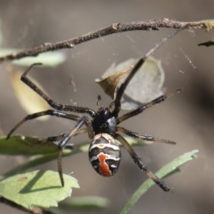 Latrodectus hasselti at Michelago, NSW - 15 Nov 2019