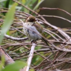 Melithreptus lunatus (White-naped Honeyeater) at Mongarlowe, NSW - 14 Dec 2020 by LisaH