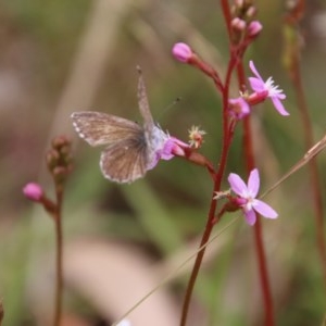 Neolucia agricola at Mongarlowe, NSW - 14 Dec 2020