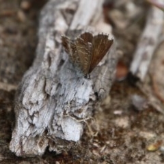 Neolucia agricola at Mongarlowe, NSW - suppressed