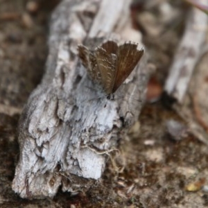 Neolucia agricola at Mongarlowe, NSW - suppressed