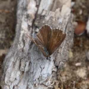 Neolucia agricola at Mongarlowe, NSW - suppressed