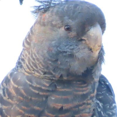 Callocephalon fimbriatum (Gang-gang Cockatoo) at GG52 - 14 Dec 2020 by roymcd