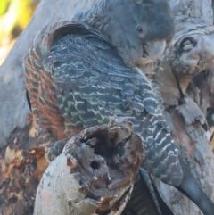 Callocephalon fimbriatum at Deakin, ACT - 14 Dec 2020