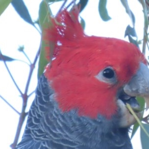 Callocephalon fimbriatum at Deakin, ACT - 14 Dec 2020