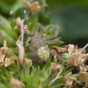 Sparassidae (family) at Michelago, NSW - 22 Mar 2019