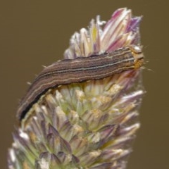 Noctuidae unclassified IMMATURE moth (Immature Noctuidae Moth) at Googong, NSW - 14 Dec 2020 by WHall