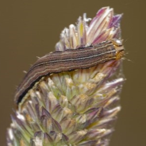 Noctuidae unclassified IMMATURE moth at Googong, NSW - 14 Dec 2020