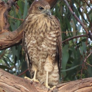 Accipiter fasciatus at Red Hill, ACT - 3 Dec 2020