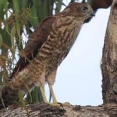 Accipiter fasciatus at Red Hill, ACT - 3 Dec 2020