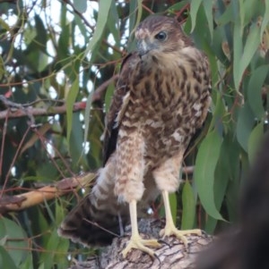 Tachyspiza fasciata at Red Hill, ACT - suppressed