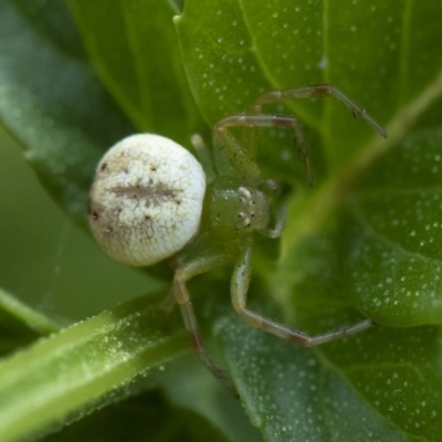 Lehtinelagia prasina (Leek-green flower spider) at Michelago, NSW - 22 Mar 2019 by Illilanga
