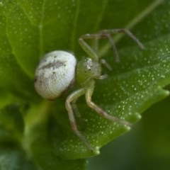 Lehtinelagia prasina at Michelago, NSW - 22 Mar 2019 02:15 PM