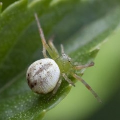 Lehtinelagia prasina at Michelago, NSW - 22 Mar 2019