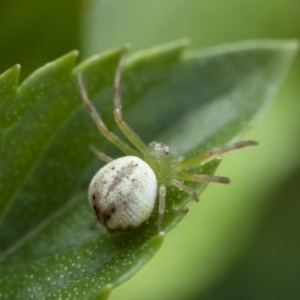 Lehtinelagia prasina at Michelago, NSW - 22 Mar 2019 02:15 PM