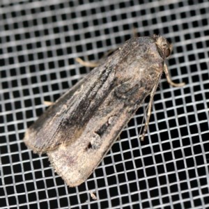 Agrotis infusa at O'Connor, ACT - 3 Dec 2020 09:11 PM