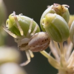 Thomisidae (family) at Michelago, NSW - 22 Mar 2019