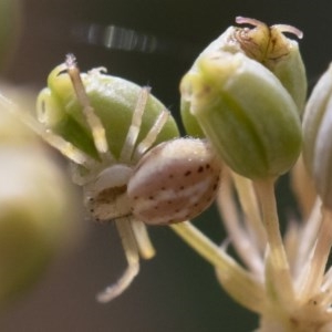 Thomisidae (family) at Michelago, NSW - 22 Mar 2019