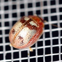 Paropsisterna laesa species complex (Laesa leaf beetle) at O'Connor, ACT - 3 Dec 2020 by ibaird