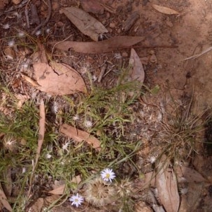 Vittadinia sp. at Ainslie, ACT - 14 Dec 2020