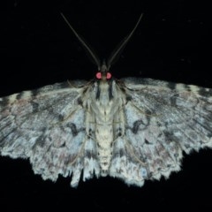 Sandava scitisignata at Ainslie, ACT - 11 Dec 2020