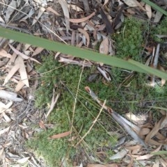 Astroloma humifusum (Cranberry Heath) at Hackett, ACT - 14 Dec 2020 by abread111