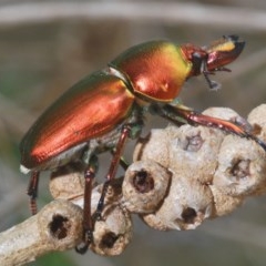 Lamprima aurata (Golden stag beetle) at Pambula, NSW - 14 Dec 2020 by Harrisi