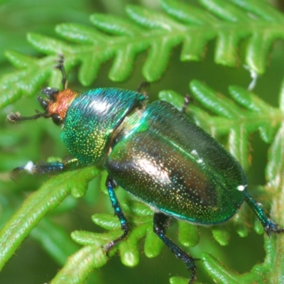 Lamprima aurata at Morans Crossing, NSW - 13 Dec 2020 by Harrisi