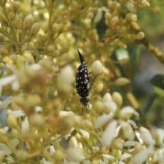 Mordella dumbrelli (Dumbrell's Pintail Beetle) at Pollinator-friendly garden Conder - 14 Dec 2020 by michaelb