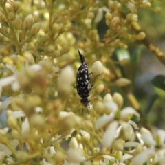 Mordella dumbrelli (Dumbrell's Pintail Beetle) at Conder, ACT - 14 Dec 2020 by michaelb