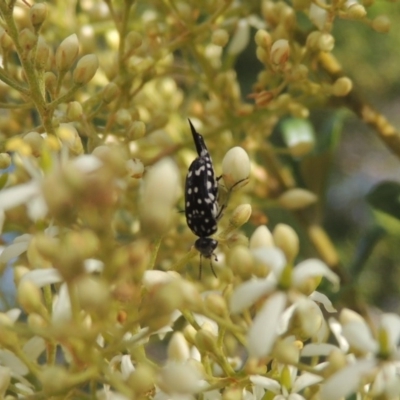 Mordella dumbrelli (Dumbrell's Pintail Beetle) at Conder, ACT - 14 Dec 2020 by michaelb