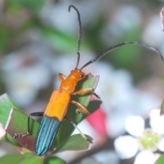 Stenoderus ostricilla at Wallagoot, NSW - 13 Dec 2020 by Harrisi