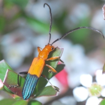 Stenoderus ostricilla (Longhorn beetle) at Wallagoot, NSW - 13 Dec 2020 by Harrisi